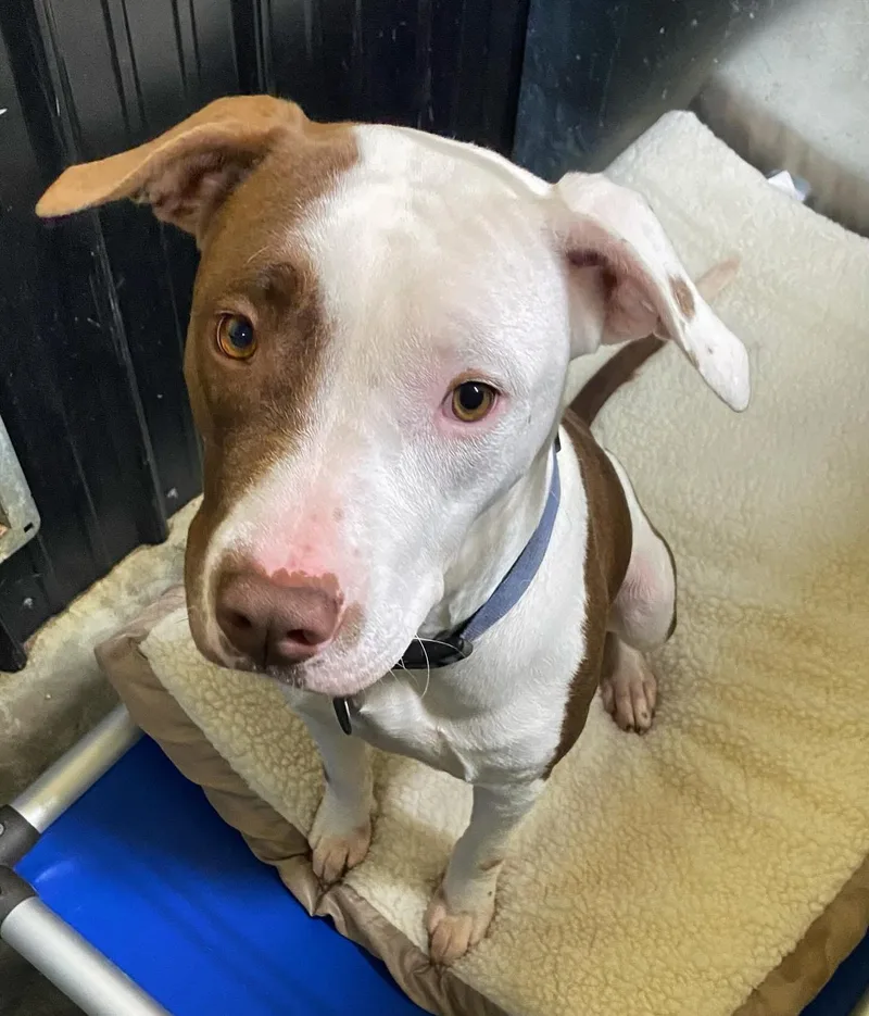 Briar Jane thumbnail 4