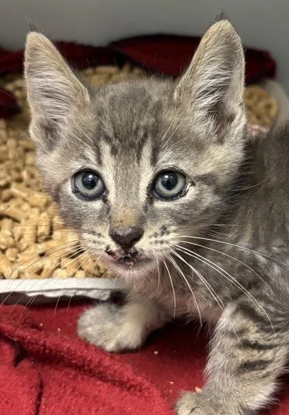 A baby small-sized male Domestic Short Hair cat named Rollo for adoption in Cumming, GA