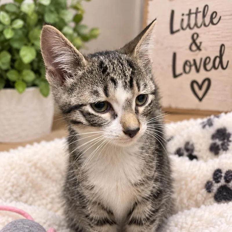 A baby small-sized female Domestic Short Hair cat named Purple for adoption in La Plata, MD