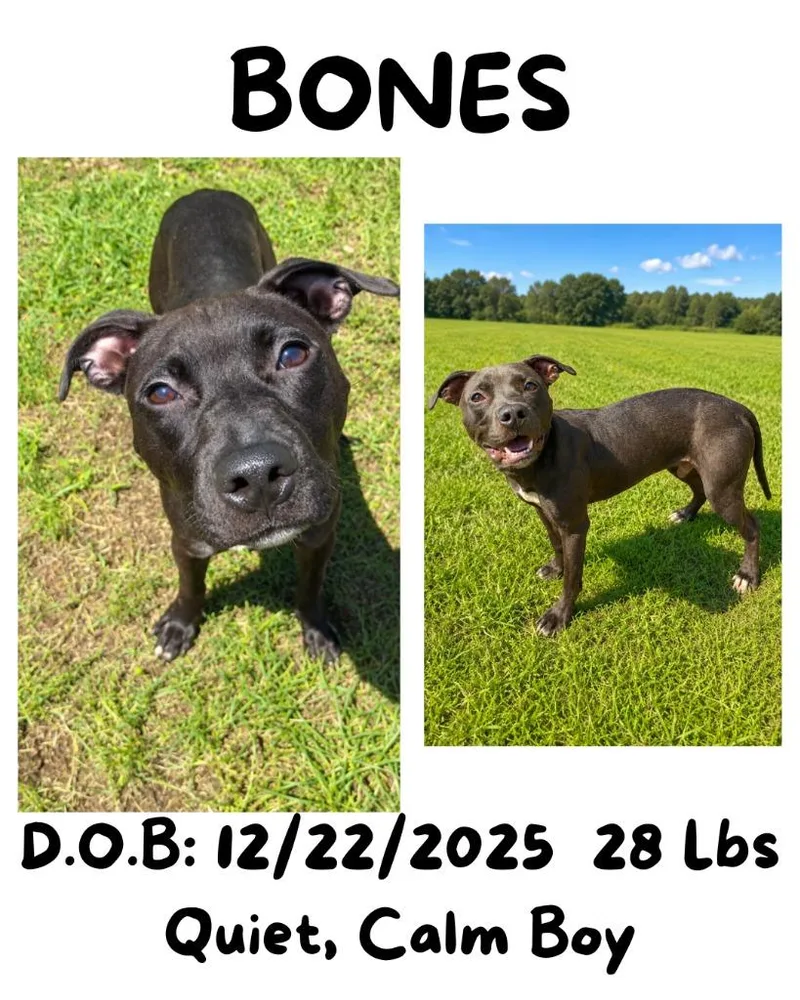 Bones