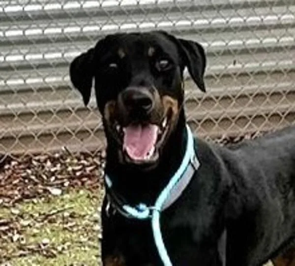 A young large-sized male Doberman Pinscher dog named Percy for adoption in Austin, TX