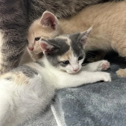 A baby small-sized female Gray / Blue / Silver Domestic Short Hair cat named Cordelia for adoption in Indianapolis, IN