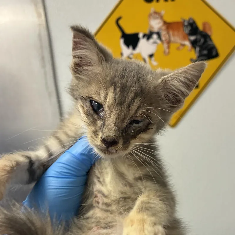 A baby small-sized female Torbie Domestic Short Hair cat named Meemow for adoption in Greenville, SC