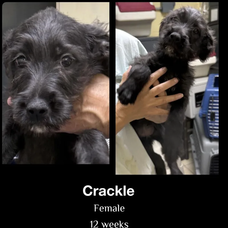 A young medium-sized female German Wirehaired Pointer dog named Crackle for adoption in Staley, NC