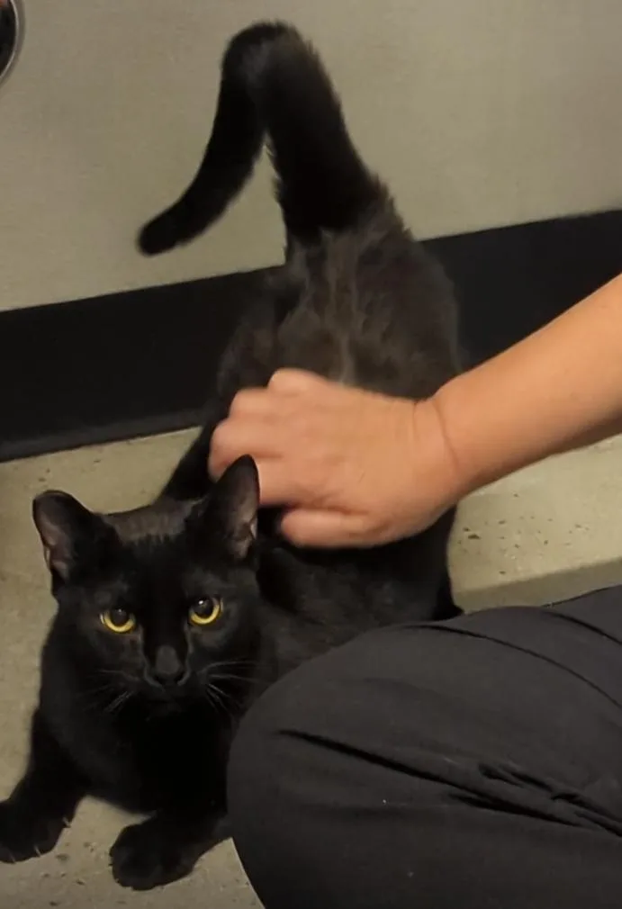 A young medium-sized male Black Domestic Short Hair cat named Larry for adoption in Fullerton, CA