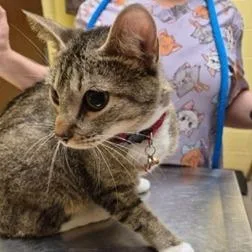An adult medium-sized female Brown / Chocolate Domestic Short Hair cat named Mini for adoption in New York, NY