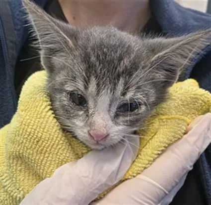 A baby small-sized female Domestic Short Hair cat named Molly for adoption in Thousand Palms, CA
