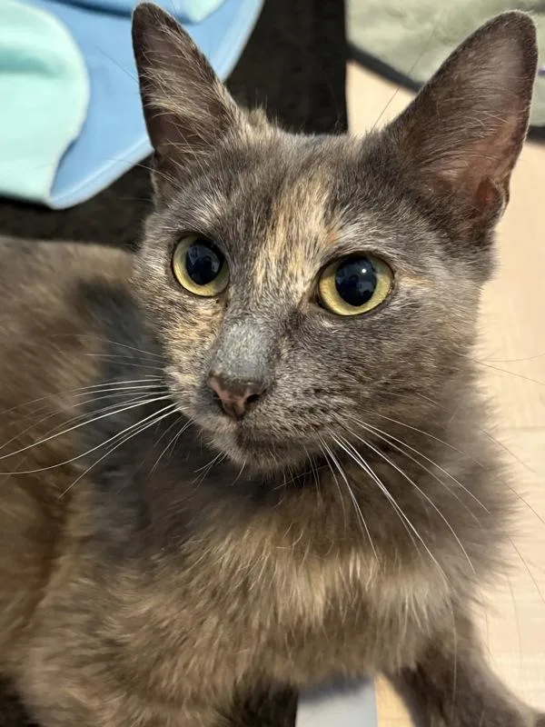 An adult medium-sized female Domestic Short Hair cat named Brie for adoption in Vancouver, WA