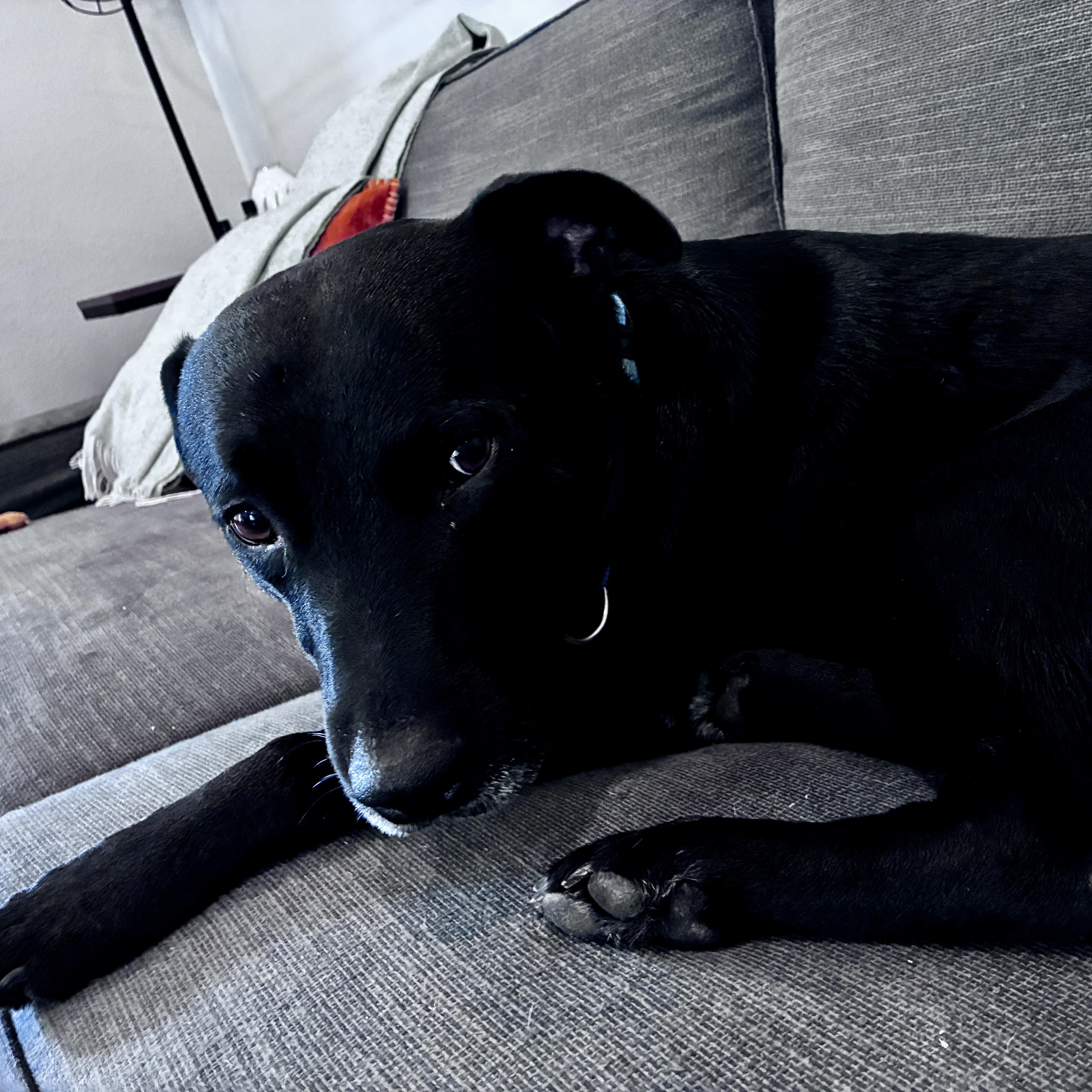 A young medium-sized male Black Labrador Retriever dog named Jack Black for adoption in Austin, TX