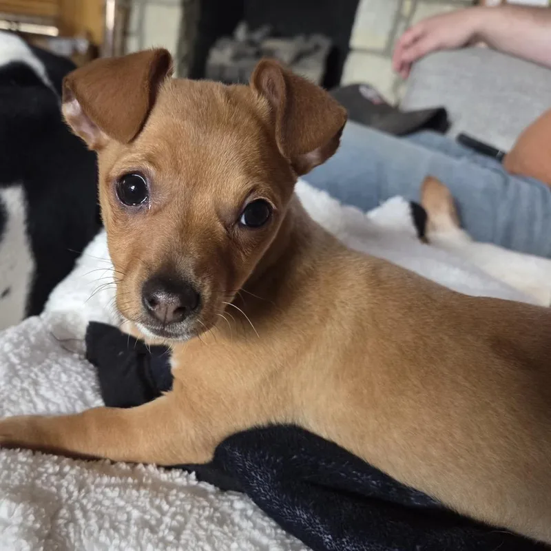 A baby small-sized male Red / Chestnut / Orange Chihuahua dog named Garbanzo for adoption in Shawnee, KS