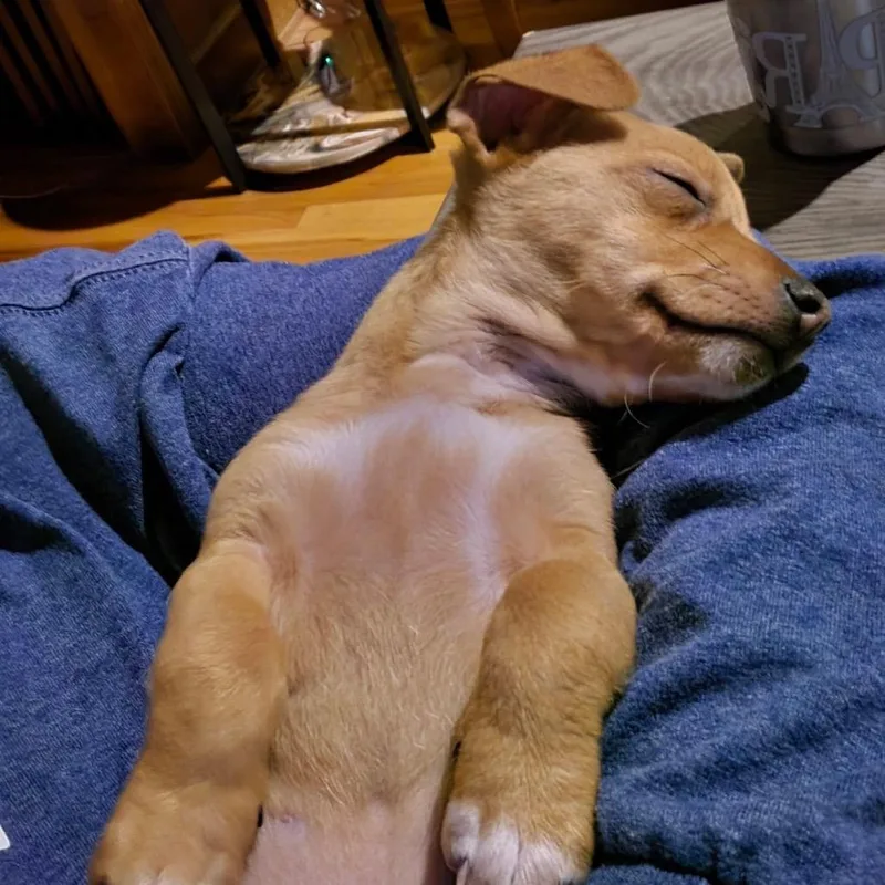 Garbanzo thumbnail 2