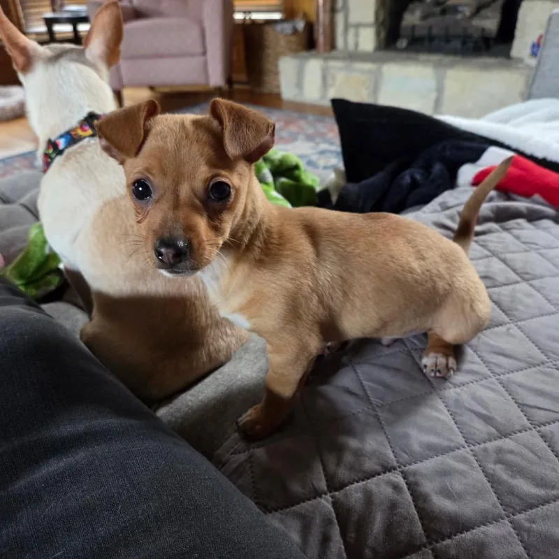 Garbanzo thumbnail 3