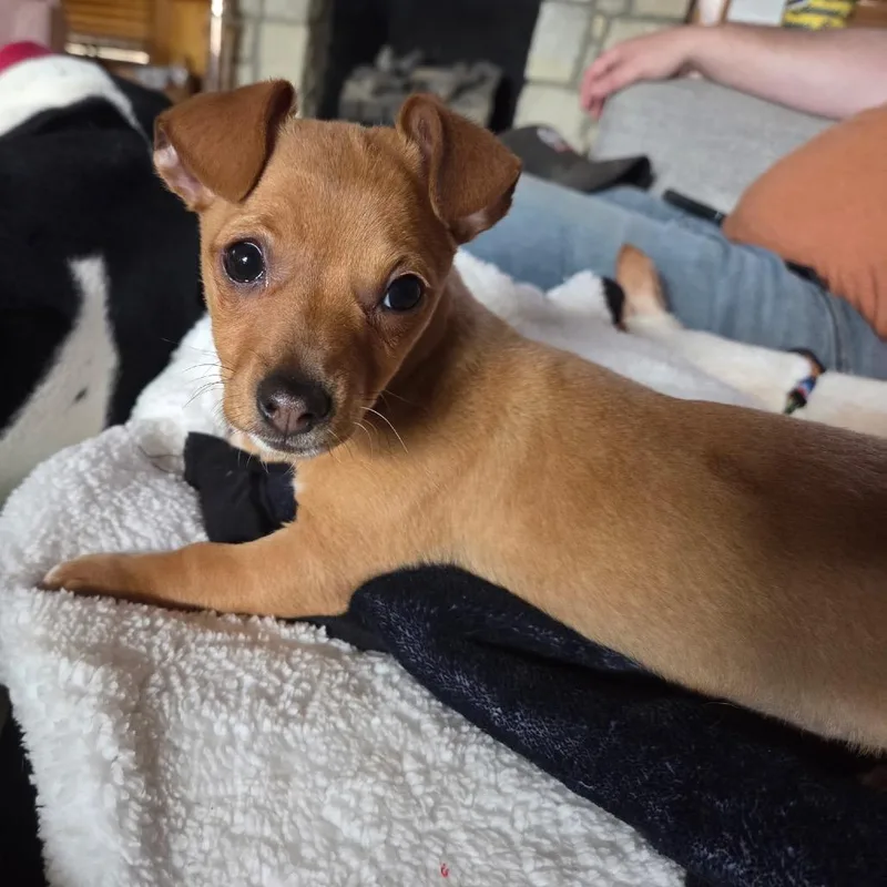 Garbanzo thumbnail 4