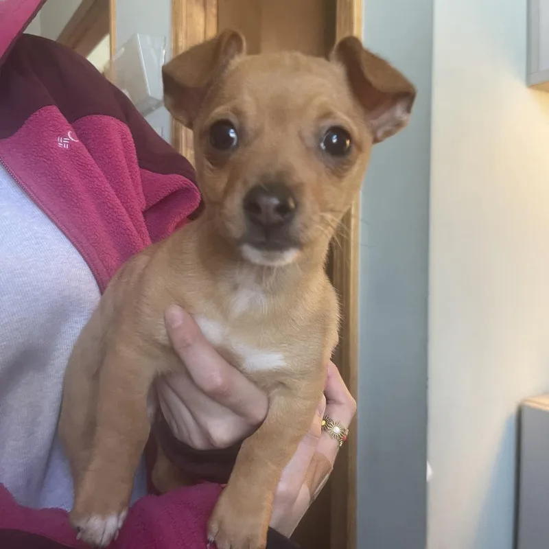 Garbanzo thumbnail 5