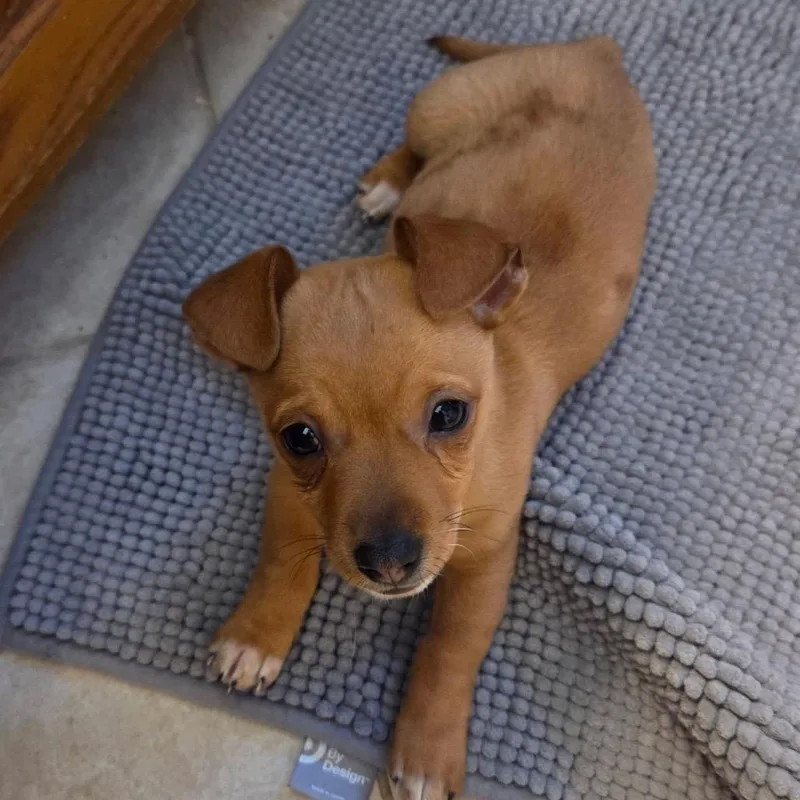 Garbanzo thumbnail 6