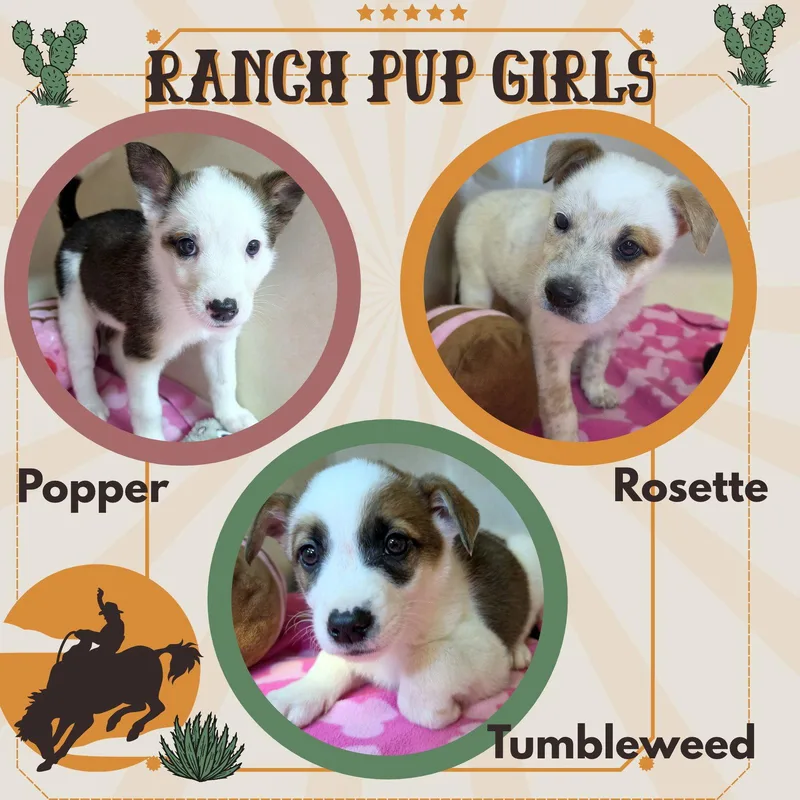 A baby small-sized female Cattle Dog named Ranch Pup Girls for adoption in LINDSAY, CA