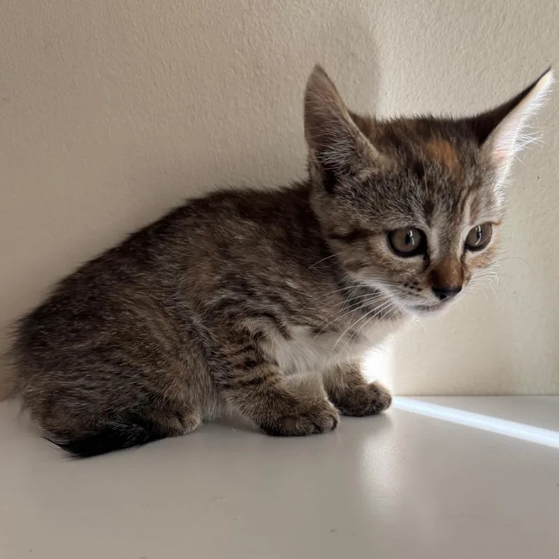 A baby small-sized female Torbie Domestic Short Hair cat named Norah for adoption in Sunnyvale, CA