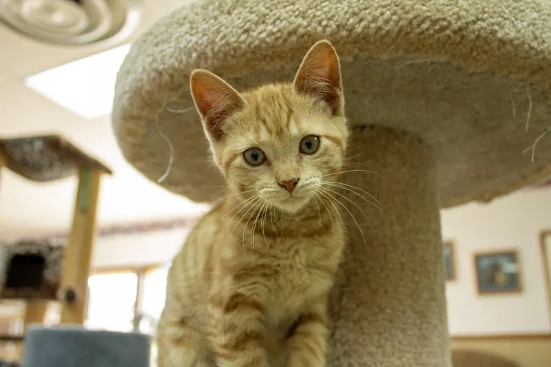 A baby medium-sized female Orange & White Domestic Short Hair cat named Drizzle for adoption in Neillsville, WI