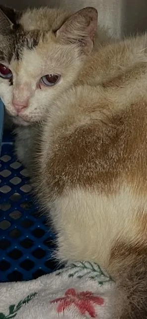 A young large-sized female Cream / Ivory Snowshoe cat named Phyllis Diller for adoption in Jackson, LA