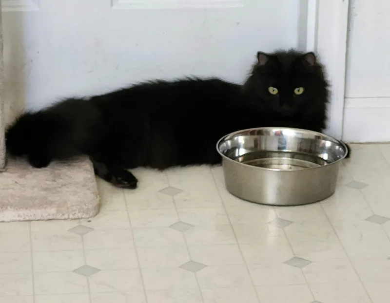 An adult large-sized female Black Domestic Long Hair cat named Bean J for adoption in Stowe, PA