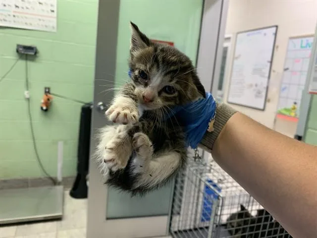 A baby small-sized female Domestic Short Hair cat named Jill for adoption in Grand Prairie, TX