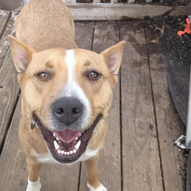 An adult medium-sized female Bicolor American Staffordshire Terrier dog named Sweet Pea for adoption in phenix city, AL