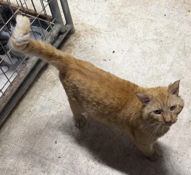 Ferdinand  Fiv +