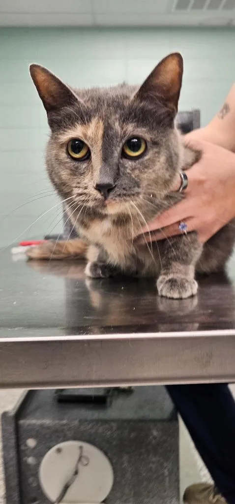 An adult small-sized female Domestic Short Hair cat named Bonnie for adoption in Athens, TN