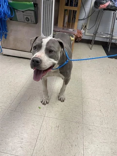 An adult medium-sized male Pit Bull Terrier dog named Patch for adoption in Stockton, CA