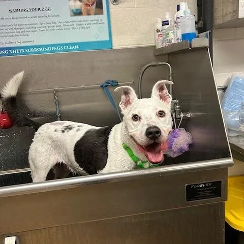 A senior large-sized male White / Cream Pit Bull Terrier dog named Howie for adoption in Ramona, CA