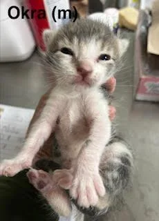 A baby medium-sized male Domestic Short Hair cat named Okra for adoption in Saugerties, NY