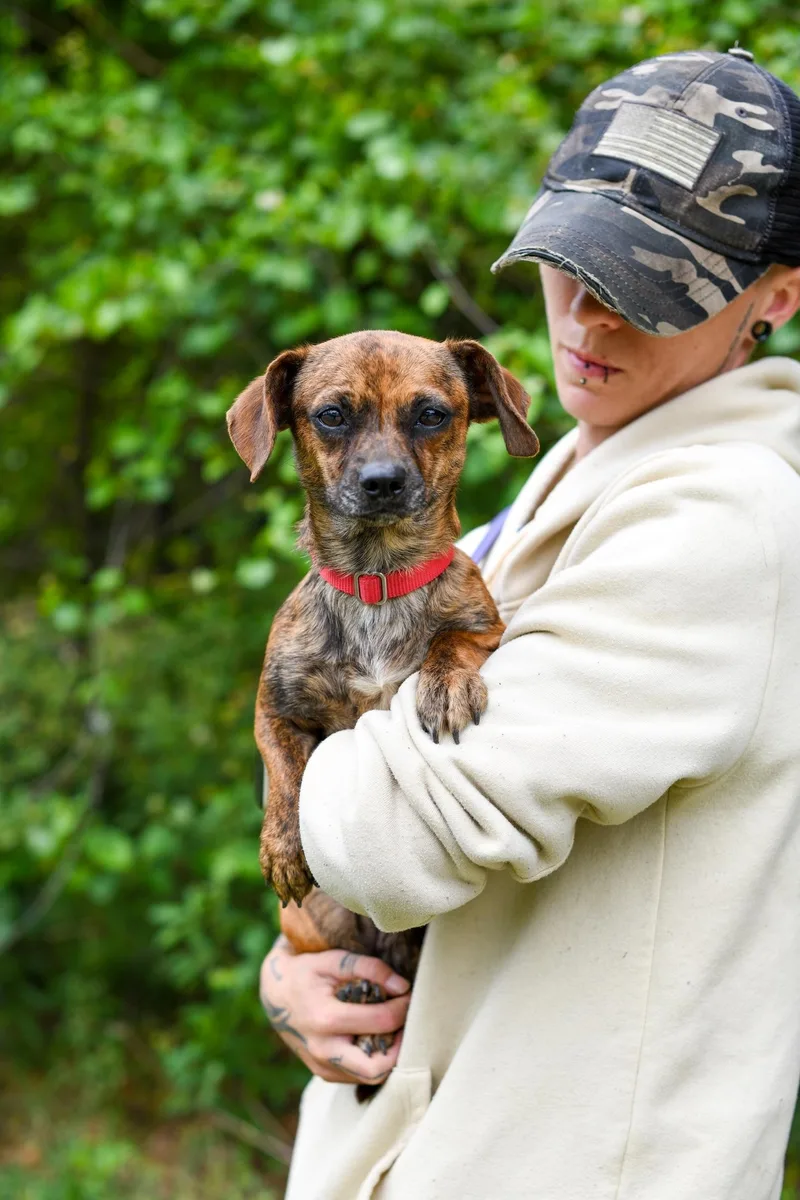 A young small-sized female Brindle Mixed Breed dog named Tobi Girl for adoption in BONIFAY, FL