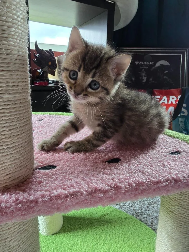 A baby medium-sized female Domestic Short Hair cat named Pikachu for adoption in Hoover , AL