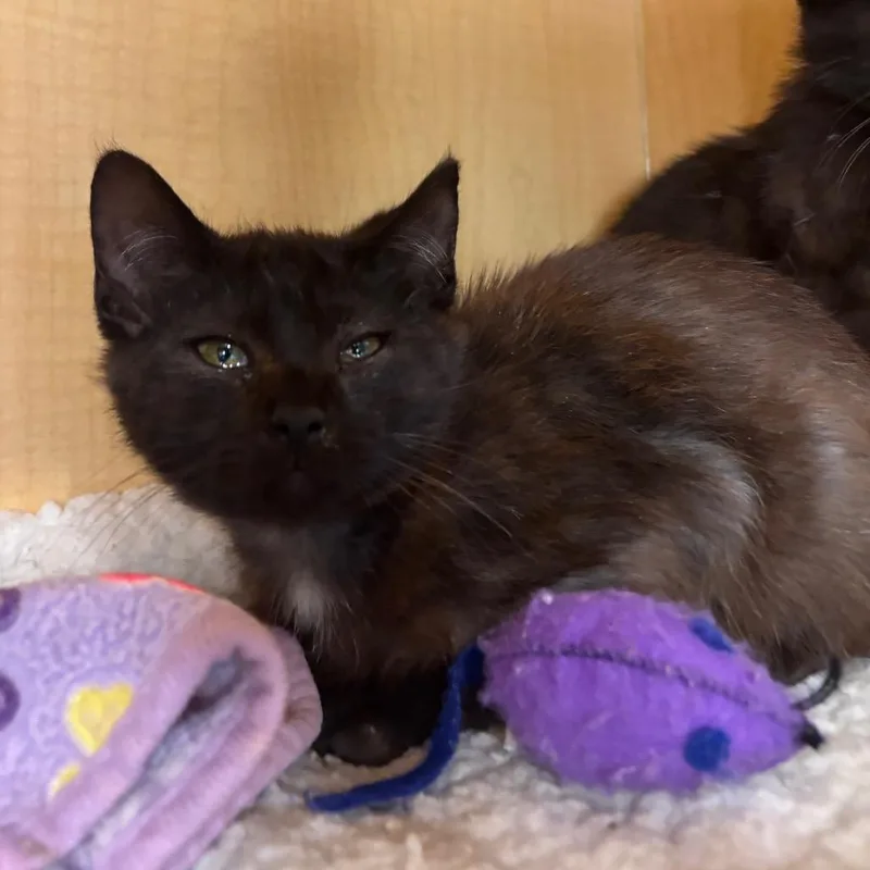 A baby small-sized male Black Domestic Short Hair cat named Horse for adoption in Washington Township, OH