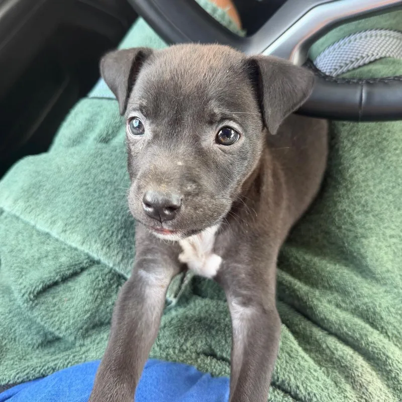 A baby small-sized male Black Labrador Retriever dog named Xavier for adoption in Missouri City, TX