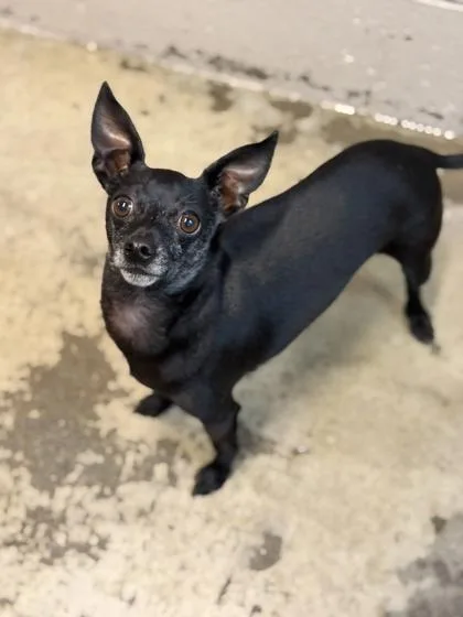 An adult small-sized male Black Chihuahua dog named Marloo for adoption in Sacramento, CA