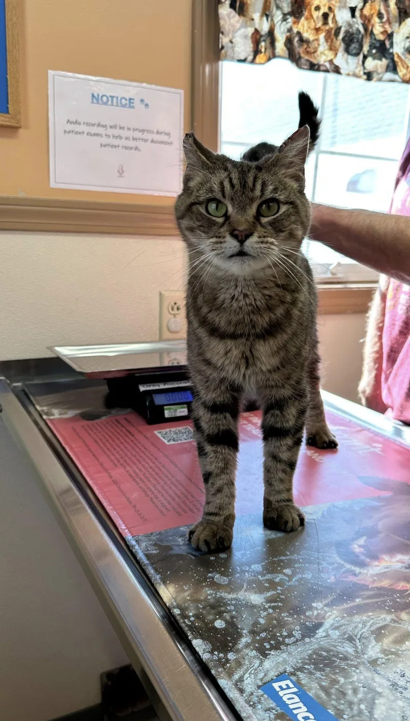 Princess thumbnail 3