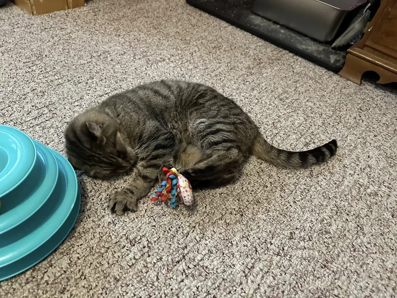 Princess thumbnail 5