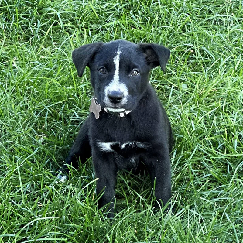A baby medium-sized female Black Mixed Breed dog named Skylark for adoption in Itasca, IL