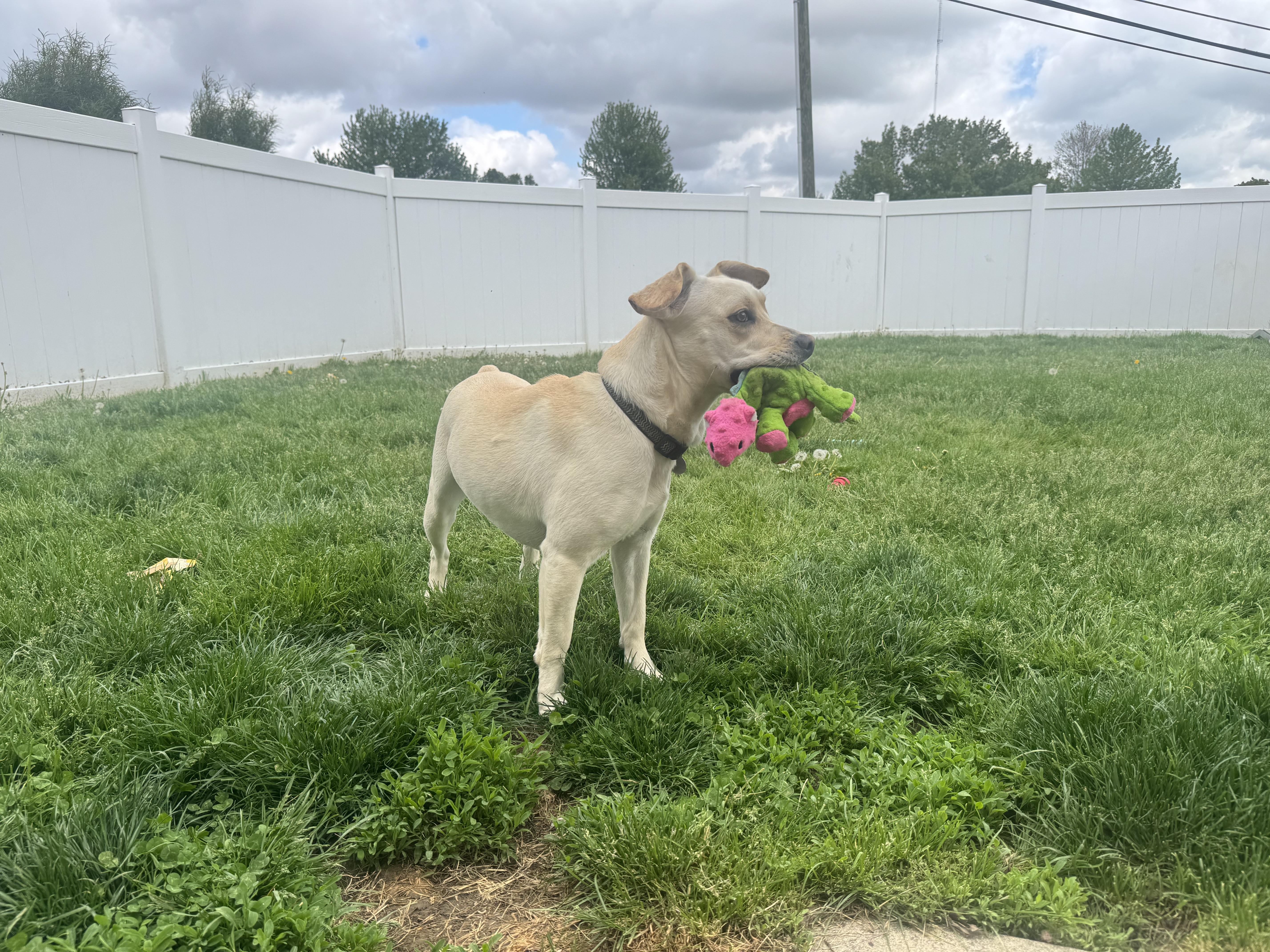 An adult medium-sized female Yellow Labrador Retriever dog named Abigale for adoption in St Henry, OH