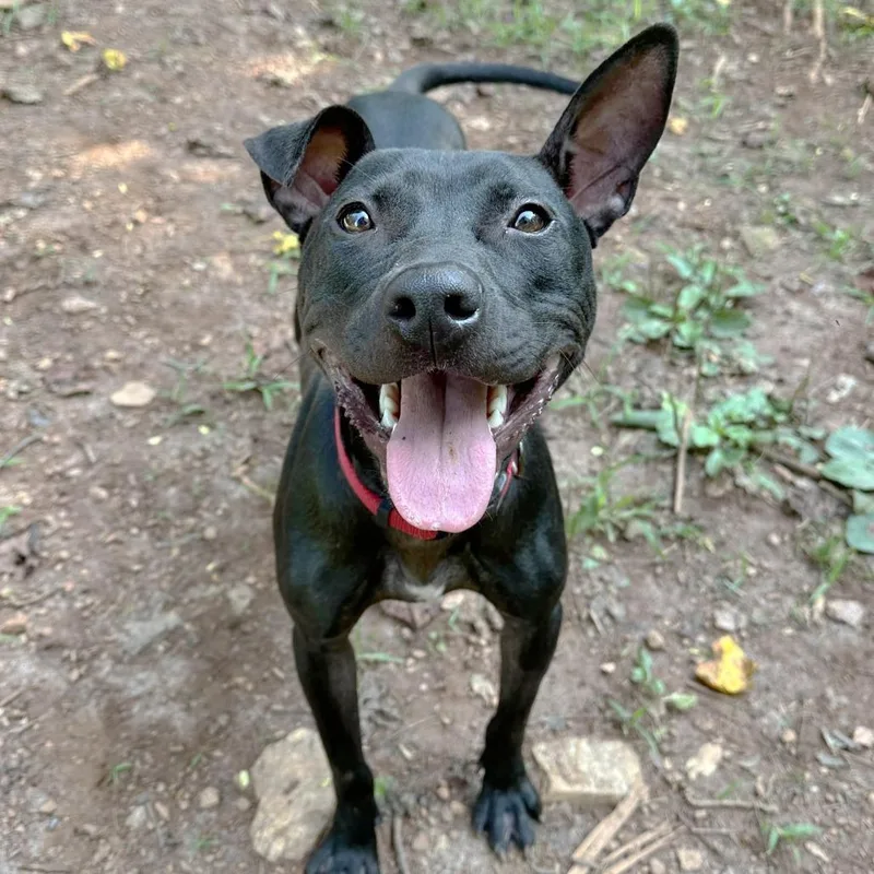 An adult medium-sized male Black Mountain Dog dog named Macaroni for adoption in Lynchburg, VA