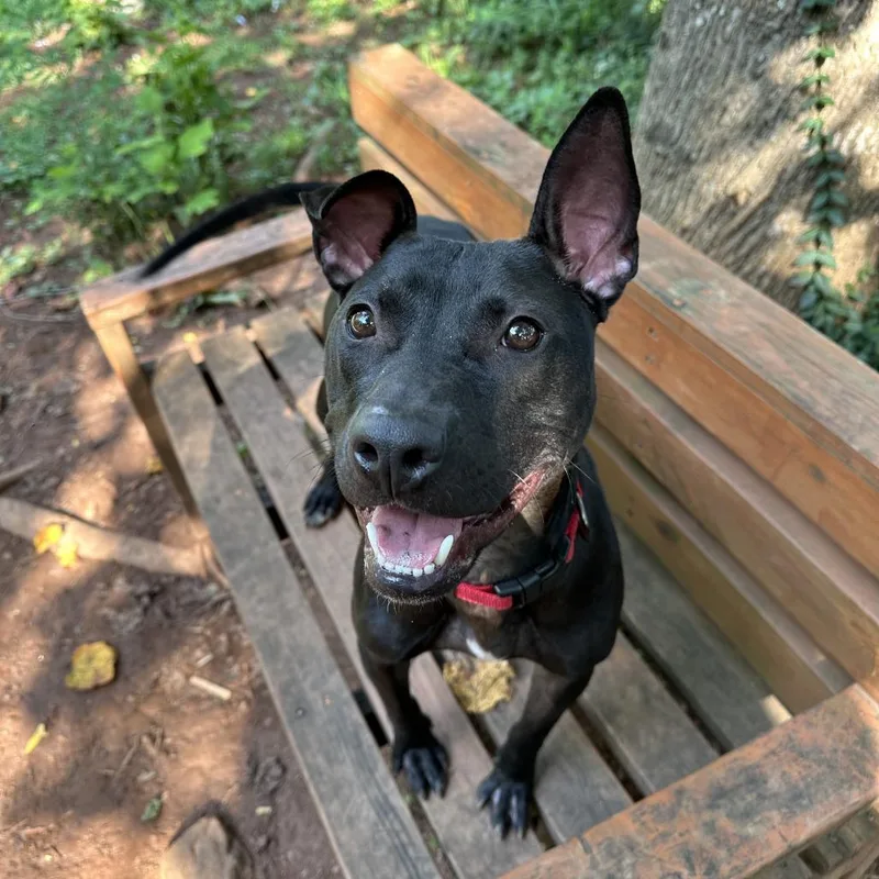 Macaroni thumbnail 2