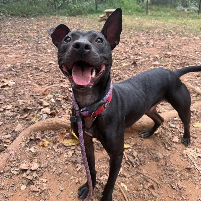 Macaroni thumbnail 3