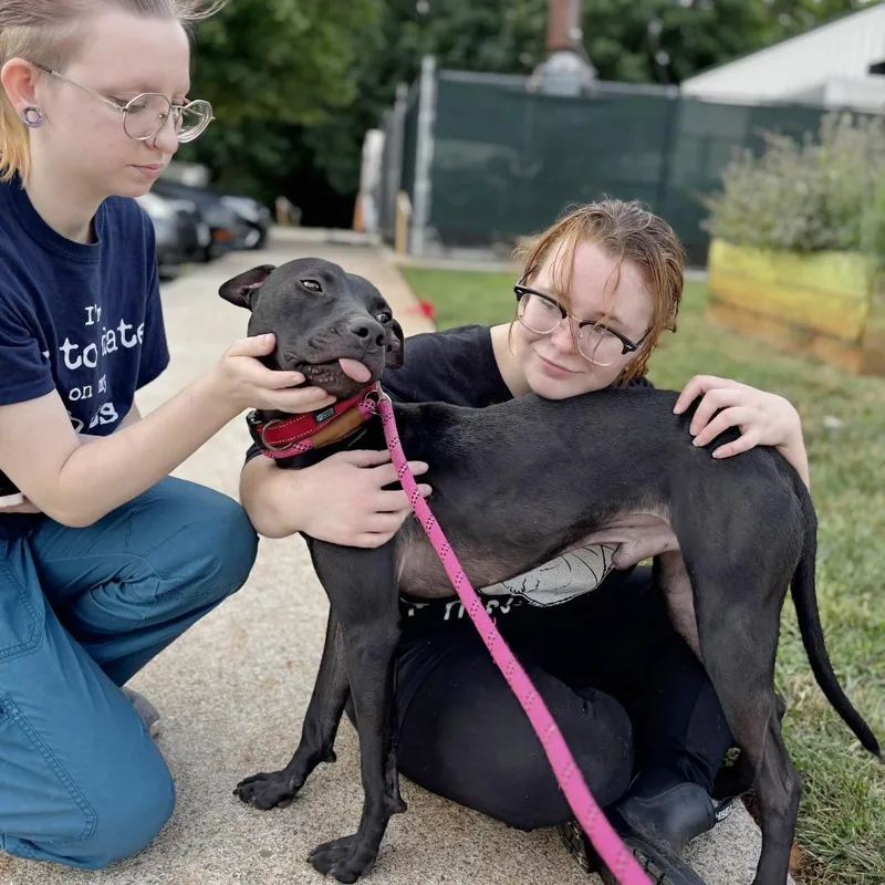 Macaroni thumbnail 4