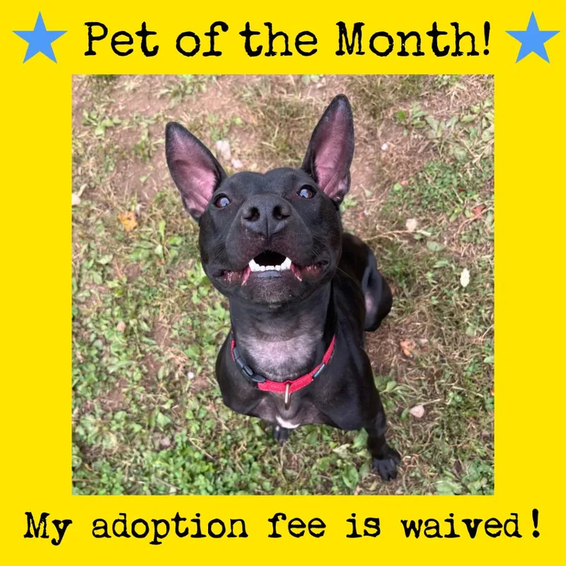 Macaroni thumbnail 5