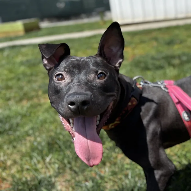 Macaroni thumbnail 6