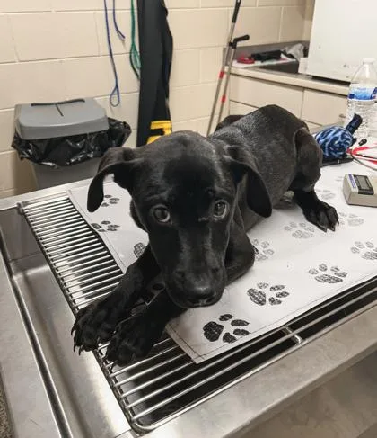 A baby small-sized female Labrador Retriever dog named Suga for adoption in Westland, MI