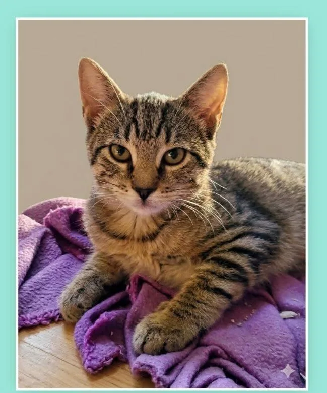 A young medium-sized male Tabby (Tiger Striped) Domestic Short Hair cat named O'Malley for adoption in Franklin, IN