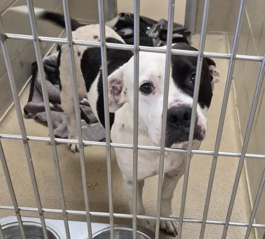 An adult medium-sized female Pit Bull Terrier dog named Princess Leia for adoption in Decatur, IL