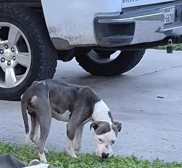 An adult medium-sized male American Staffordshire Terrier dog named Lasagna for adoption in San Antonio, TX